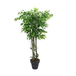 Yapay Ficus Benjamin Ağacı 170 cm