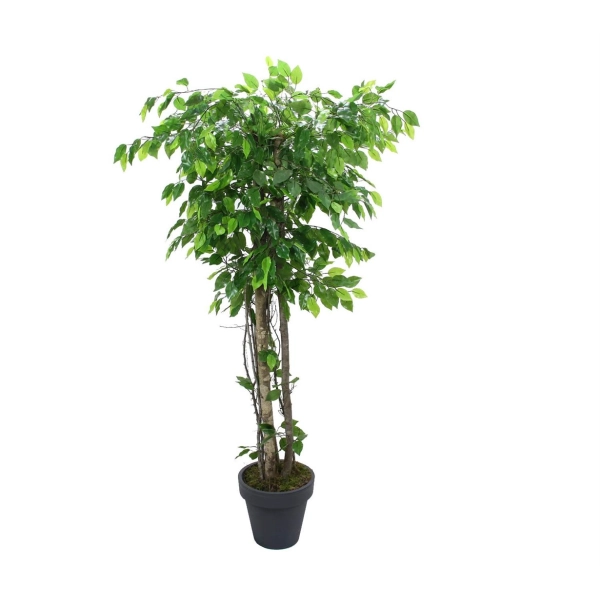 Yapay Ficus Benjamin Ağacı 170 cm