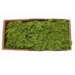 İthal Moss yosun 1500 Gram Model 2